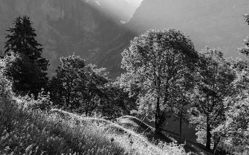 Trees Growing on Mountain Hill from Chrome web store to be run with OffiDocs Chromium online Trees Growing on Mountain Hill from Chrome web store to be run with OffiDocs Chromium online