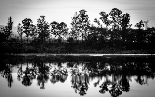 Tree silhouettes under the lake from Chrome web store to be run with OffiDocs Chromium online Tree silhouettes under the lake from Chrome web store to be run with OffiDocs Chromium online