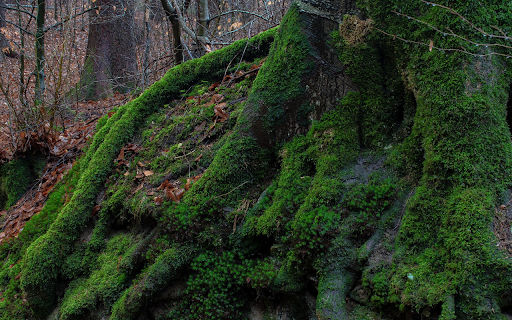 Tree stumps and moss from Chrome web store to be run with OffiDocs Chromium online Tree stumps and moss from Chrome web store to be run with OffiDocs Chromium online