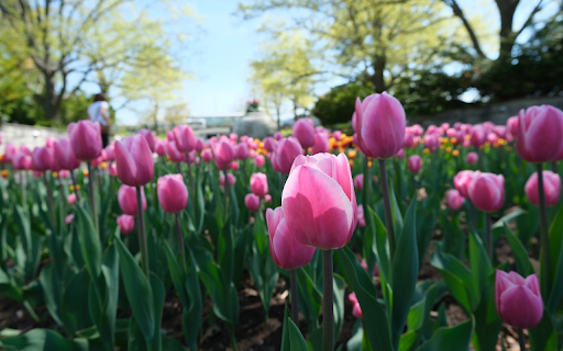 Tulip Garden from Chrome web store to be run with OffiDocs Chromium online Tulip Garden from Chrome web store to be run with OffiDocs Chromium online