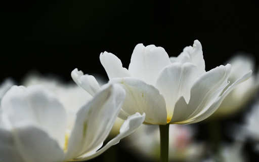 tulips in full bloom from Chrome web store to be run with OffiDocs Chromium online tulips in full bloom from Chrome web store to be run with OffiDocs Chromium online