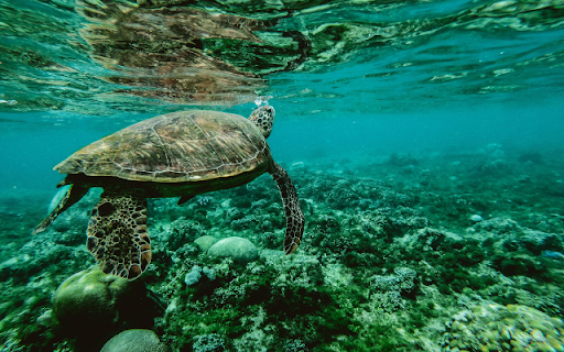 Turtle from Chrome web store to be run with OffiDocs Chromium online Turtle from Chrome web store to be run with OffiDocs Chromium online