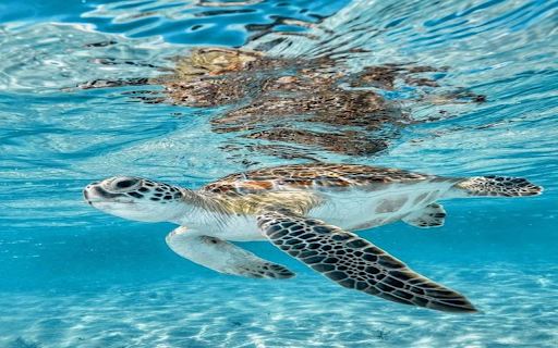 Turtle swimming in the sea wallpaper from Chrome web store to be run with OffiDocs Chromium online Turtle swimming in the sea wallpaper from Chrome web store to be run with OffiDocs Chromium online