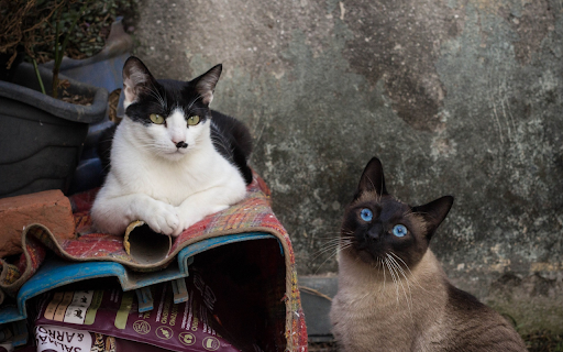 Two beautiful cats from Chrome web store to be run with OffiDocs Chromium online Two beautiful cats from Chrome web store to be run with OffiDocs Chromium online