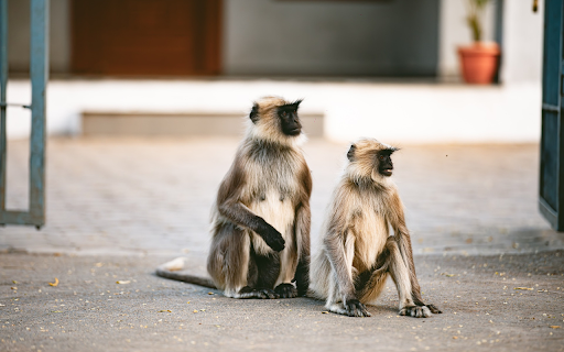 Two Black Faced Monkeys from Chrome web store to be run with OffiDocs Chromium online Two Black Faced Monkeys from Chrome web store to be run with OffiDocs Chromium online