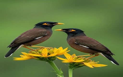 two brown starlings wallpaper from Chrome web store to be run with OffiDocs Chromium online two brown starlings wallpaper from Chrome web store to be run with OffiDocs Chromium online