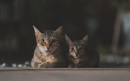 TWO CATS Theme from Chrome web store to be run with OffiDocs Chromium online TWO CATS Theme from Chrome web store to be run with OffiDocs Chromium online