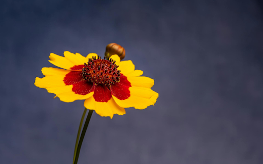 Two color flower from Chrome web store to be run with OffiDocs Chromium online Two color flower from Chrome web store to be run with OffiDocs Chromium online