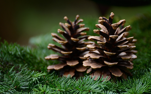 Two dried pine cones from Chrome web store to be run with OffiDocs Chromium online Two dried pine cones from Chrome web store to be run with OffiDocs Chromium online