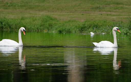 Two geese by the lake from Chrome web store to be run with OffiDocs Chromium online Two geese by the lake from Chrome web store to be run with OffiDocs Chromium online