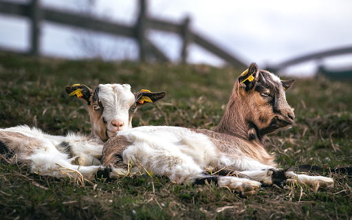 Two goats in the meadow from Chrome web store to be run with OffiDocs Chromium online Two goats in the meadow from Chrome web store to be run with OffiDocs Chromium online