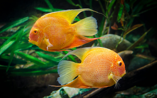 Two Goldfish from Chrome web store to be run with OffiDocs Chromium online Two Goldfish from Chrome web store to be run with OffiDocs Chromium online