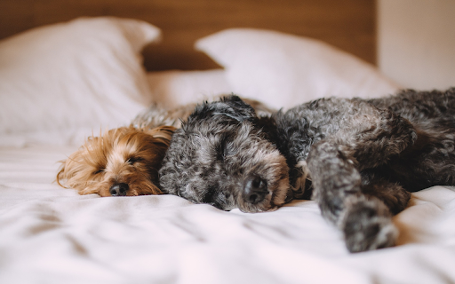 Two lazy dogs from Chrome web store to be run with OffiDocs Chromium online Two lazy dogs from Chrome web store to be run with OffiDocs Chromium online