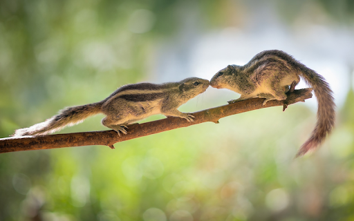 Two Little Squirrels from Chrome web store to be run with OffiDocs Chromium online Two Little Squirrels from Chrome web store to be run with OffiDocs Chromium online