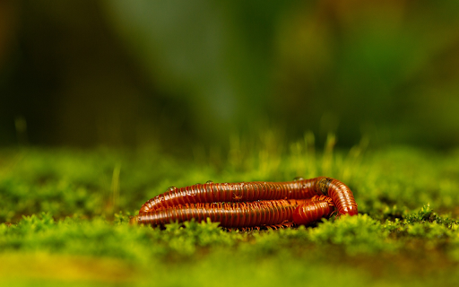Two Red Bugs from Chrome web store to be run with OffiDocs Chromium online Two Red Bugs from Chrome web store to be run with OffiDocs Chromium online