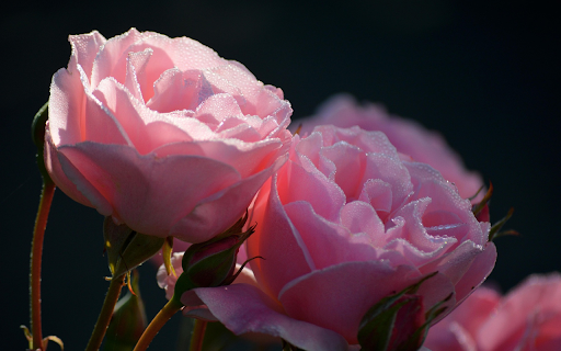 Two roses from Chrome web store to be run with OffiDocs Chromium online Two roses from Chrome web store to be run with OffiDocs Chromium online