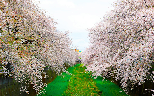 two rows of flowers from Chrome web store to be run with OffiDocs Chromium online two rows of flowers from Chrome web store to be run with OffiDocs Chromium online