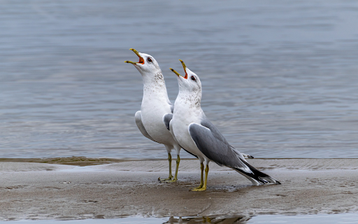 Two Seagulls from Chrome web store to be run with OffiDocs Chromium online Two Seagulls from Chrome web store to be run with OffiDocs Chromium online