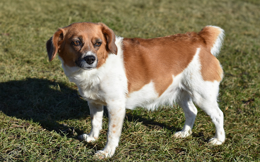 Two tone dog from Chrome web store to be run with OffiDocs Chromium online Two tone dog from Chrome web store to be run with OffiDocs Chromium online