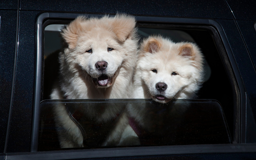 Two white dogs from Chrome web store to be run with OffiDocs Chromium online Two white dogs from Chrome web store to be run with OffiDocs Chromium online