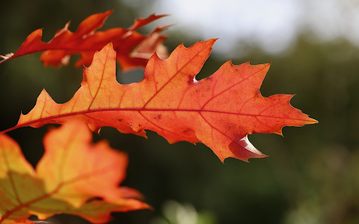 Two yellow leaves from Chrome web store to be run with OffiDocs Chromium online Two yellow leaves from Chrome web store to be run with OffiDocs Chromium online