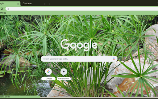 Umbrella Plant from Chrome web store to be run with OffiDocs Chromium online Umbrella Plant from Chrome web store to be run with OffiDocs Chromium online