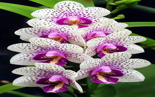 Vanda orchid wallpaper from Chrome web store to be run with OffiDocs Chromium online Vanda orchid wallpaper from Chrome web store to be run with OffiDocs Chromium online