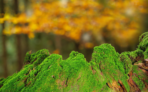 Velvet green moss from Chrome web store to be run with OffiDocs Chromium online Velvet green moss from Chrome web store to be run with OffiDocs Chromium online