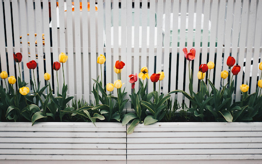 Vibrant Tulip Garden from Chrome web store to be run with OffiDocs Chromium online Vibrant Tulip Garden from Chrome web store to be run with OffiDocs Chromium online