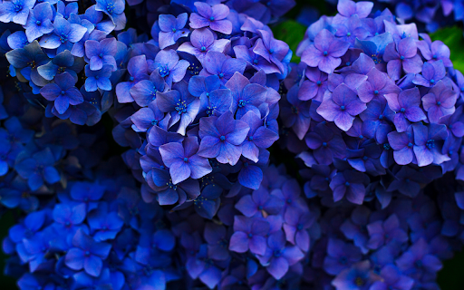 Vivid Blue Hydrangeas from Chrome web store to be run with OffiDocs Chromium online Vivid Blue Hydrangeas from Chrome web store to be run with OffiDocs Chromium online