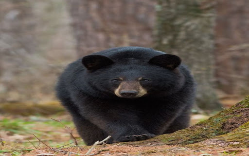wallpaper bear moving in the forest from Chrome web store to be run with OffiDocs Chromium online wallpaper bear moving in the forest from Chrome web store to be run with OffiDocs Chromium online