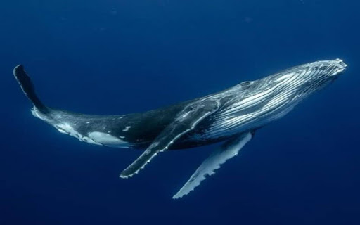 wallpaper humpback whale from Chrome web store to be run with OffiDocs Chromium online wallpaper humpback whale from Chrome web store to be run with OffiDocs Chromium online
