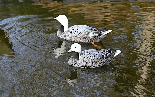 Water geese from Chrome web store to be run with OffiDocs Chromium online Water geese from Chrome web store to be run with OffiDocs Chromium online
