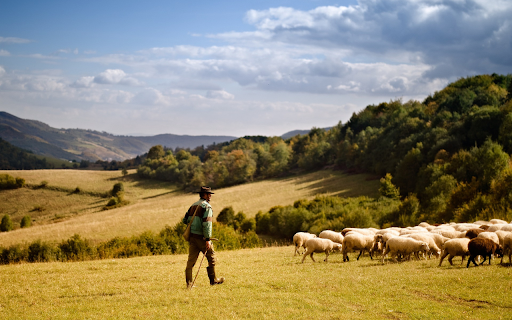 When the sheep went up the mountain from Chrome web store to be run with OffiDocs Chromium online When the sheep went up the mountain from Chrome web store to be run with OffiDocs Chromium online