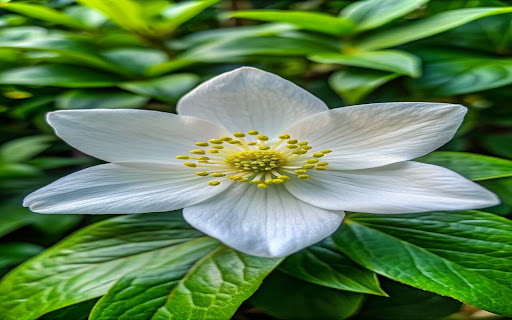 White Anemone Flower Wallpaper from Chrome web store to be run with OffiDocs Chromium online White Anemone Flower Wallpaper from Chrome web store to be run with OffiDocs Chromium online