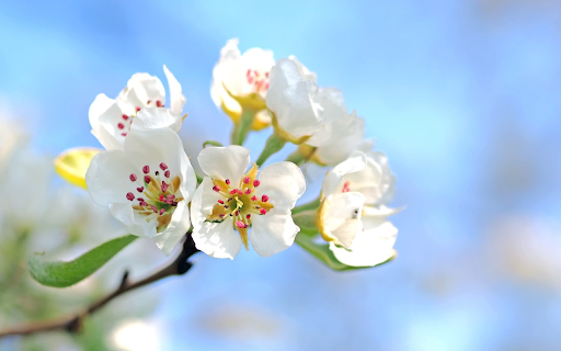 White apple blossom from Chrome web store to be run with OffiDocs Chromium online White apple blossom from Chrome web store to be run with OffiDocs Chromium online