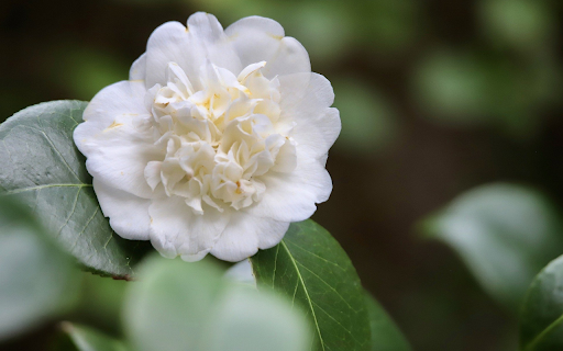 White camellia from Chrome web store to be run with OffiDocs Chromium online White camellia from Chrome web store to be run with OffiDocs Chromium online