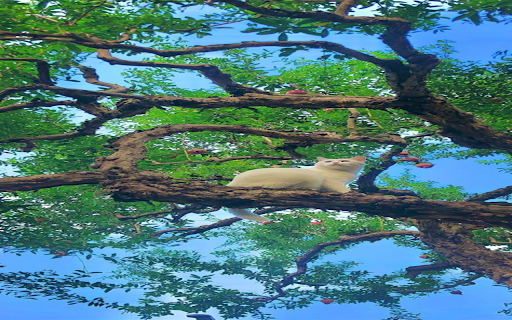 White cat on tree wallpape from Chrome web store to be run with OffiDocs Chromium online White cat on tree wallpape from Chrome web store to be run with OffiDocs Chromium online