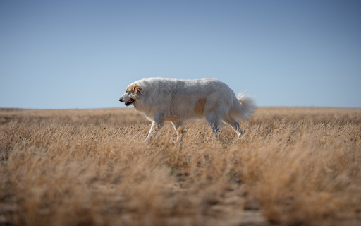 White dog from Chrome web store to be run with OffiDocs Chromium online White dog from Chrome web store to be run with OffiDocs Chromium online