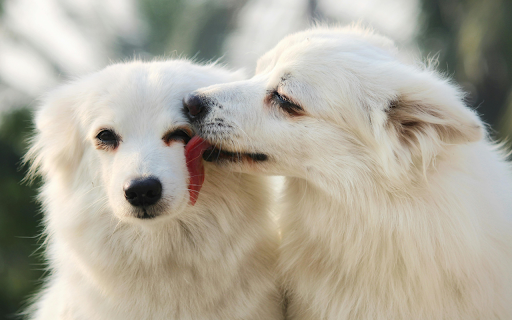 White Dogs Sharing Affection in Close up Portrait from Chrome web store to be run with OffiDocs Chromium online White Dogs Sharing Affection in Close up Portrait from Chrome web store to be run with OffiDocs Chromium online