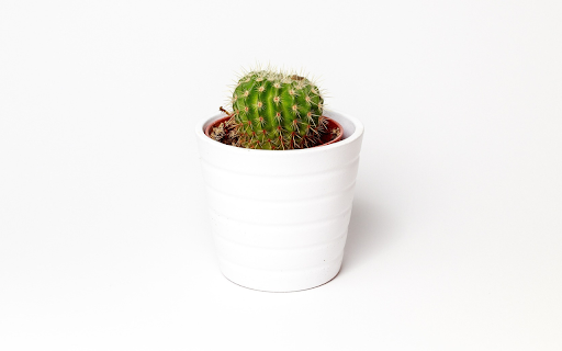 White dragon dew flower pot from Chrome web store to be run with OffiDocs Chromium online White dragon dew flower pot from Chrome web store to be run with OffiDocs Chromium online