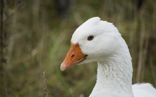White duck from Chrome web store to be run with OffiDocs Chromium online White duck from Chrome web store to be run with OffiDocs Chromium online