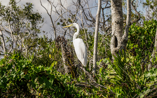 White Egret Bird Perched on a Tree Branch from Chrome web store to be run with OffiDocs Chromium online White Egret Bird Perched on a Tree Branch from Chrome web store to be run with OffiDocs Chromium online