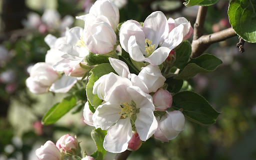 White false apple flower branches from Chrome web store to be run with OffiDocs Chromium online White false apple flower branches from Chrome web store to be run with OffiDocs Chromium online