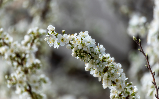 White Flower Branch Welcomes Spring from Chrome web store to be run with OffiDocs Chromium online White Flower Branch Welcomes Spring from Chrome web store to be run with OffiDocs Chromium online