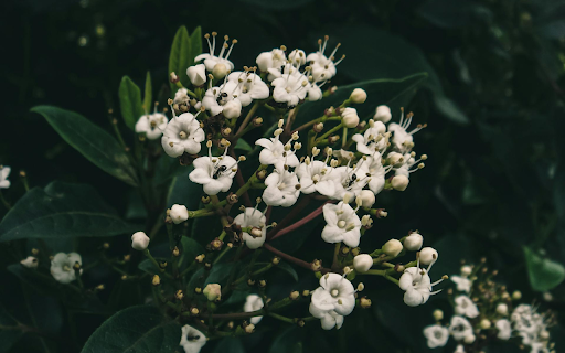 White flower branch with long pistil from Chrome web store to be run with OffiDocs Chromium online White flower branch with long pistil from Chrome web store to be run with OffiDocs Chromium online