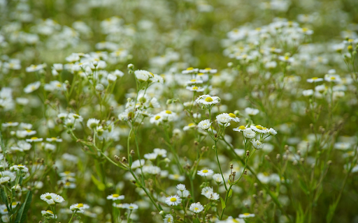 white flower garden from Chrome web store to be run with OffiDocs Chromium online white flower garden from Chrome web store to be run with OffiDocs Chromium online