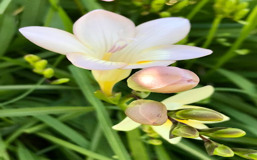White freesia wallpaper from Chrome web store to be run with OffiDocs Chromium online White freesia wallpaper from Chrome web store to be run with OffiDocs Chromium online
