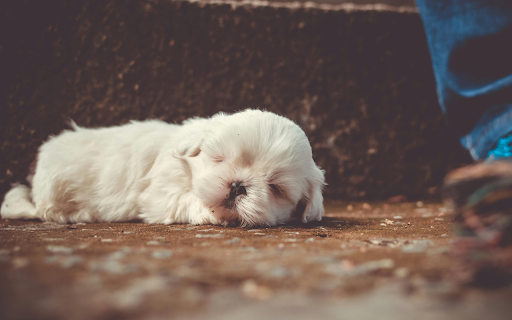 White Little Dog Sleeping from Chrome web store to be run with OffiDocs Chromium online White Little Dog Sleeping from Chrome web store to be run with OffiDocs Chromium online