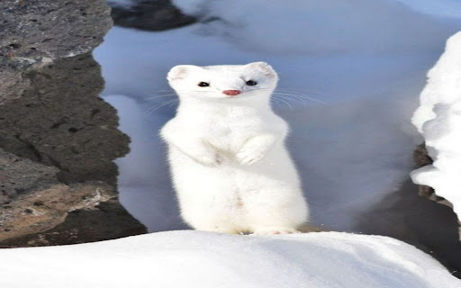white mink wallpaper from Chrome web store to be run with OffiDocs Chromium online white mink wallpaper from Chrome web store to be run with OffiDocs Chromium online